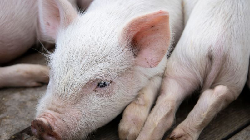 Giá heo hơi hôm nay 30/1 tại miền Bắc