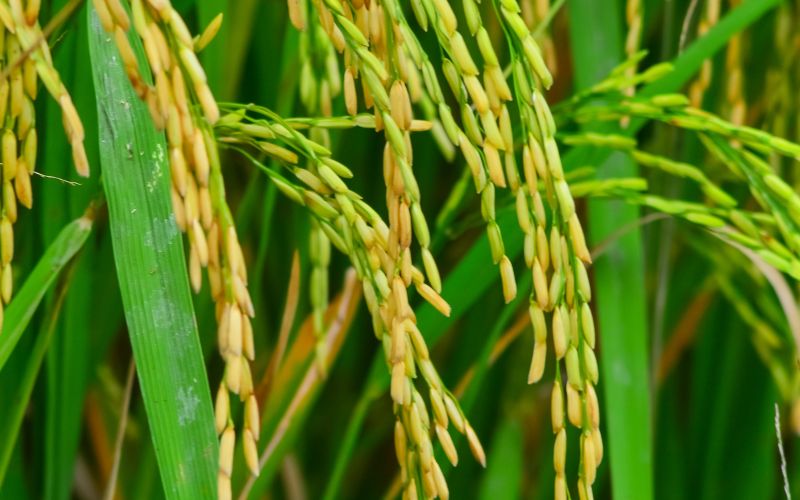 Giá lúa hôm nay 30/01