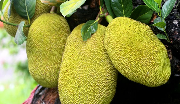 Giá mít Thái hôm nay 30/01/2024: Tiếp tục tăng giá