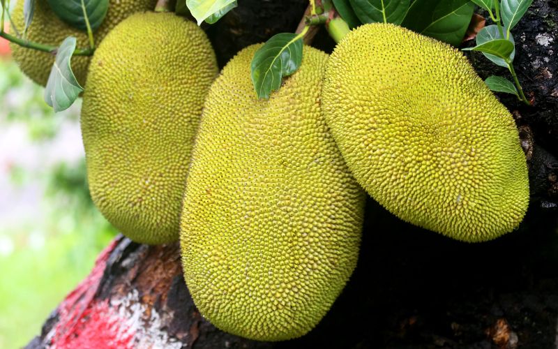 Giá mít Thái hôm nay 30/01