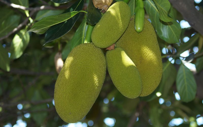 Nên làm gì khi mít bể đầu gai quá nhiều?