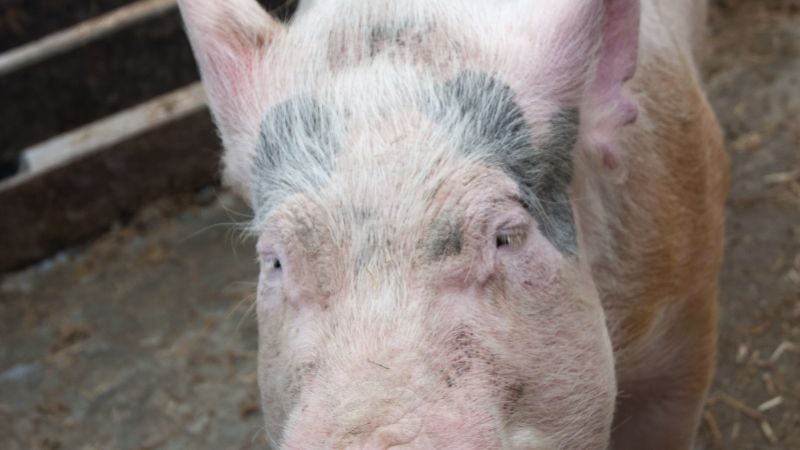 Giá heo hơi hôm nay 31/1 tại miền Bắc Giá heo hơi hôm nay 31/1 tại miền Bắc