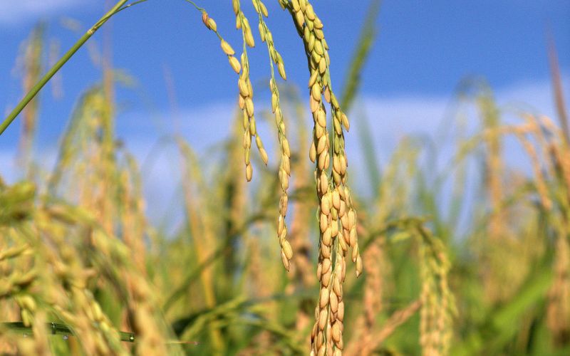 Giá lúa hôm nay 31/01