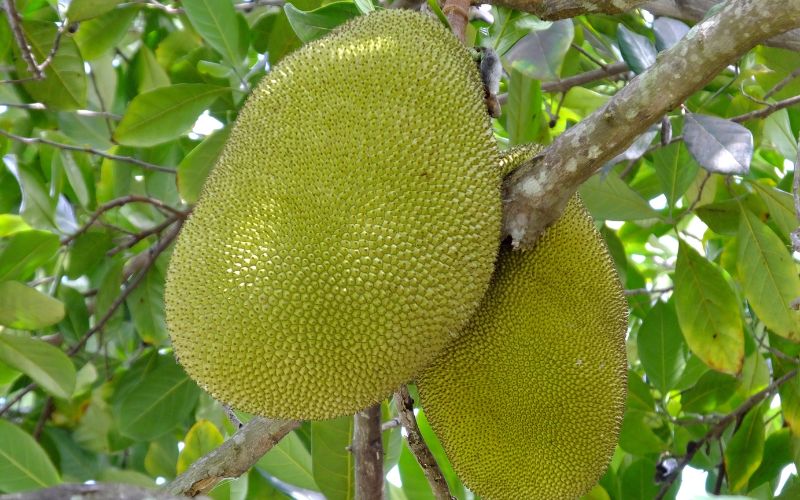 Người dân lo lắng bệnh héo cuống mít Thái