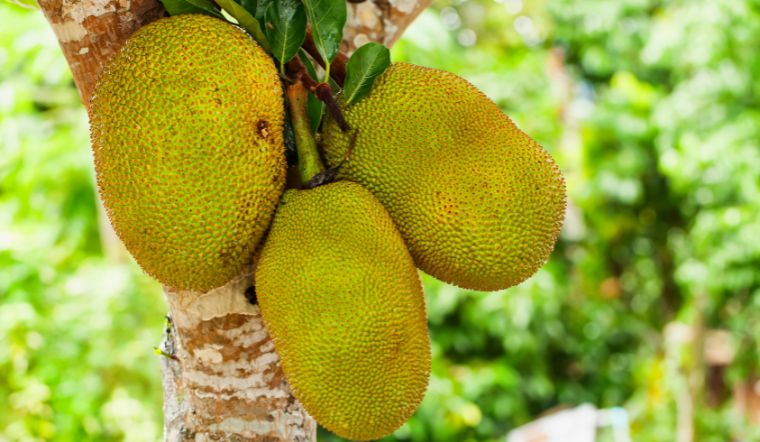 Giá mít Thái hôm nay 01/02/2024: Một số loại giảm giá