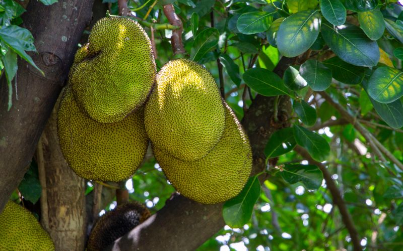 Giá mít Thái hôm nay 02/02