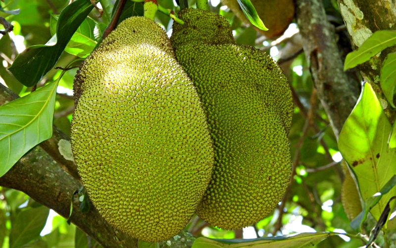 Mít Thái có mấy loại, nên trồng loại nào?