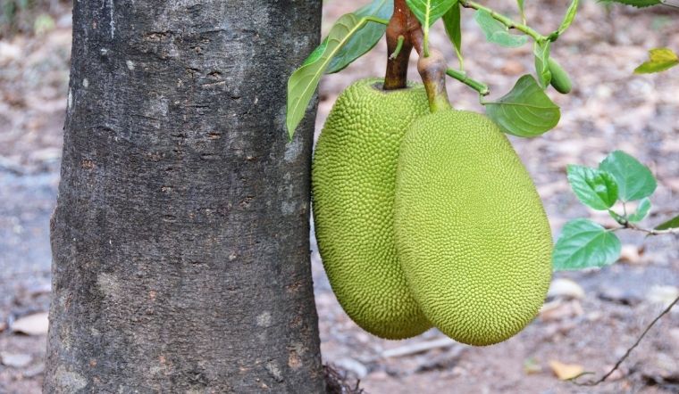 Giá mít Thái hôm nay 03/02/2024: Ghi nhận tăng giá