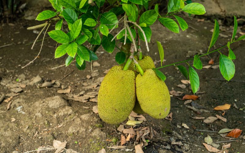 Giá mít Thái hôm nay 03/02