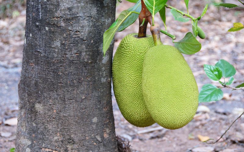 Trường hợp cây mít Thái có thể để trái nhiều