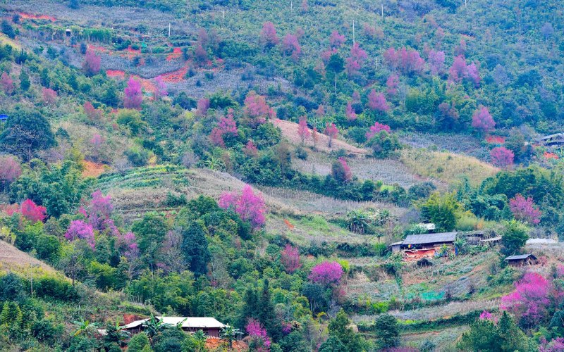 Những triền núi, thung lũng được tô điểm bởi sắc hồng phớt của hoa tớ dày