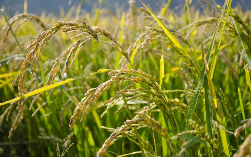 Giá lúa hôm nay 05/02 Giá lúa hôm nay 05/02