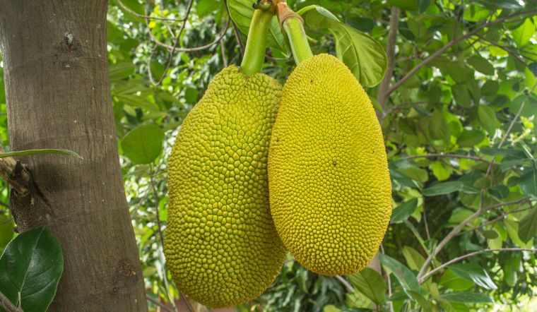 Giá mít Thái hôm nay 05/02/2024: Ghi nhận giảm sâu