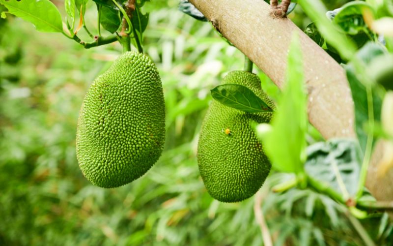 Giá mít Thái hôm nay 05/02