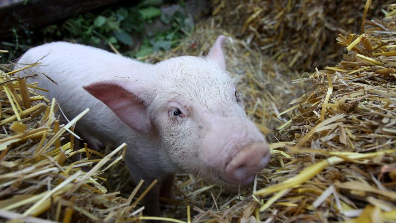 Giá heo hơi hôm nay 6/2 tại miền Trung, Tây Nguyên Giá heo hơi hôm nay 6/2 tại miền Trung, Tây Nguyên