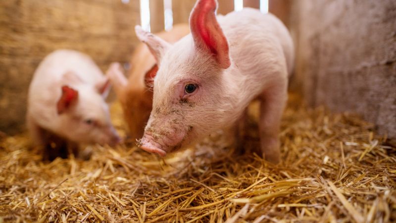 Giá heo hơi hôm nay 6/2 tại miền Nam Giá heo hơi hôm nay 6/2 tại miền Nam