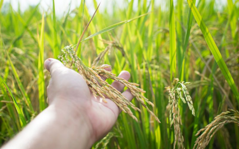 Giá lúa hôm nay 06/02