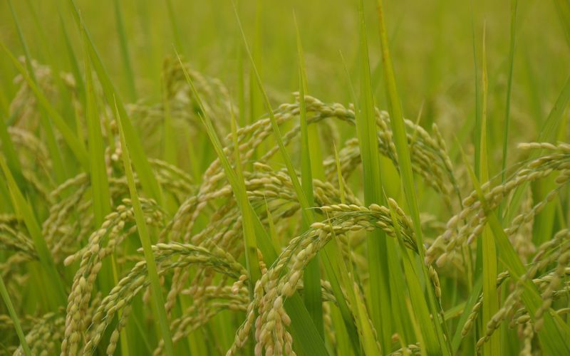 Giá lúa hôm nay 07/02 Giá lúa hôm nay 07/02