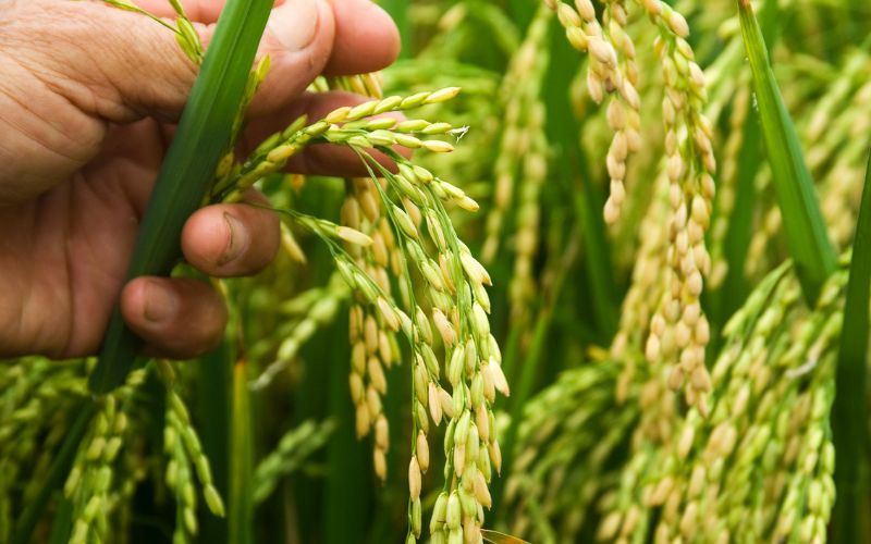 Giá lúa hôm nay 17/02