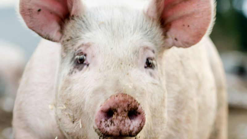 Giá heo hơi hôm nay 19/2 tại miền Bắc