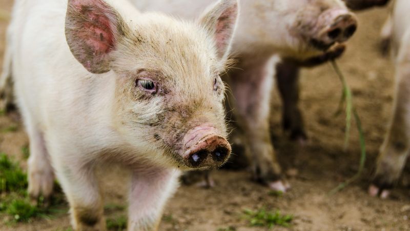 Giá heo hơi hôm nay 19/2 tại miền Trung, Tây Nguyên