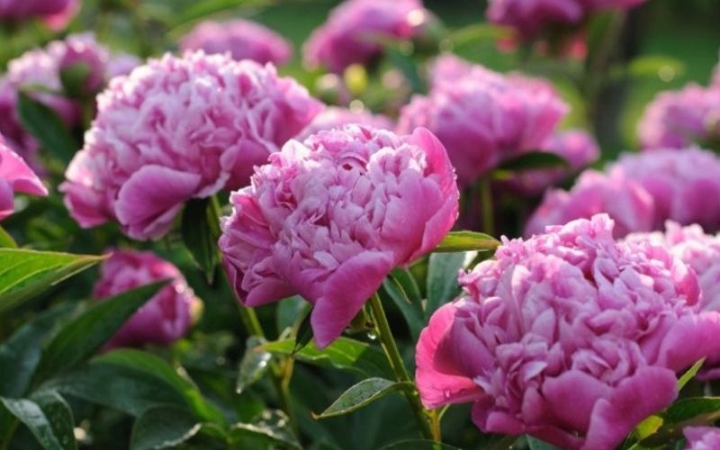 5 loại hoa đẹp, thích hợp để cúng bàn thờ Thần Tài mang lại nhiều tài lộc