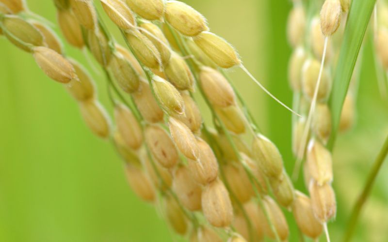 Giá lúa hôm nay 19/02