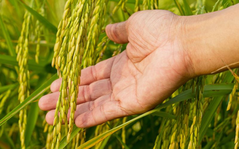 Giá lúa hôm nay 20/02