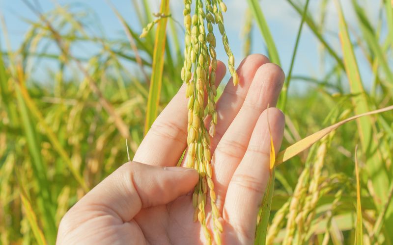 Giá lúa hôm nay 21/02