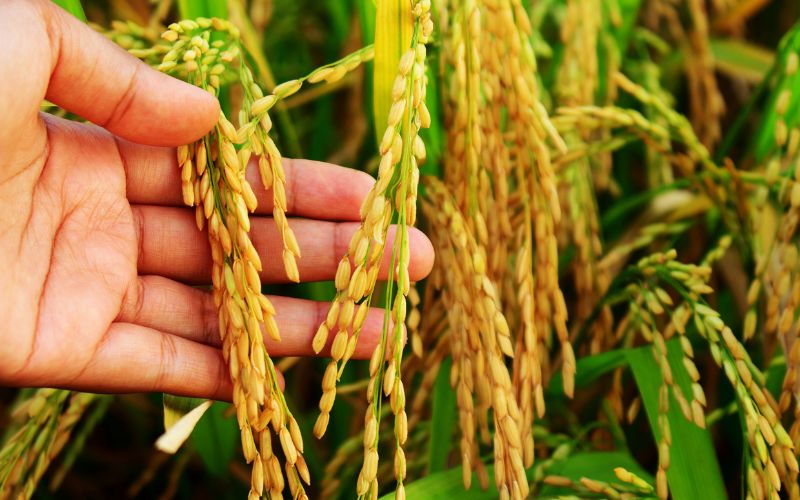 Giá lúa hôm nay 22/02