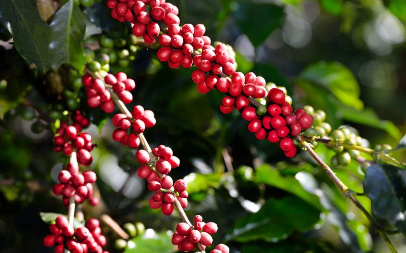 Giá cà phê Arabica giao dịch tại New York