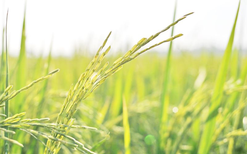 Giá lúa hôm nay 23/02