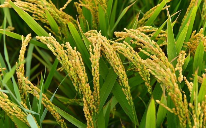 Giá lúa hôm nay 24/02 Giá lúa hôm nay 24/02