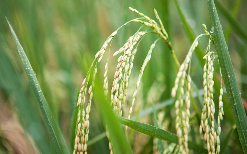 Giá lúa hôm nay 26/02