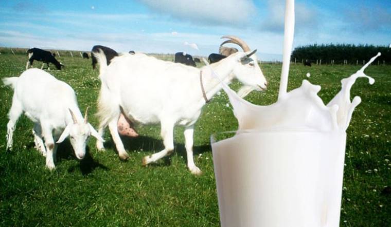 Trẻ sơ sinh uống sữa dê được không? Lợi ích của sữa dê cho bé sơ sinh