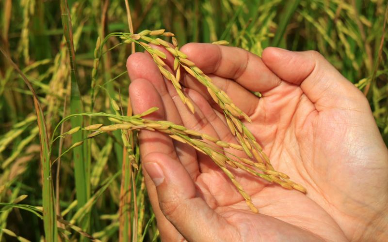 Giá lúa hôm nay 27/02