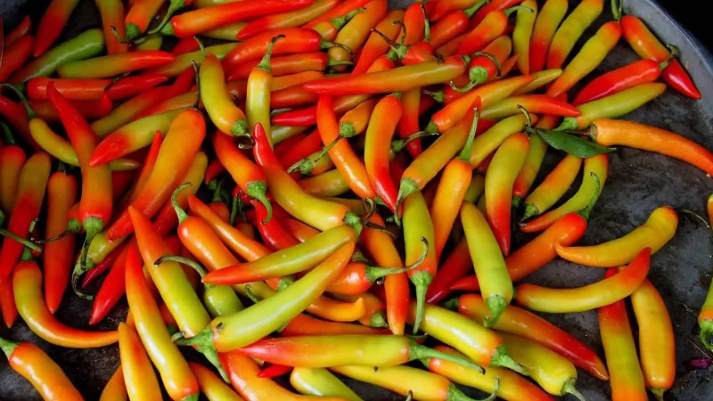 Giá ớt hôm nay 28/02/2024 mới nhất