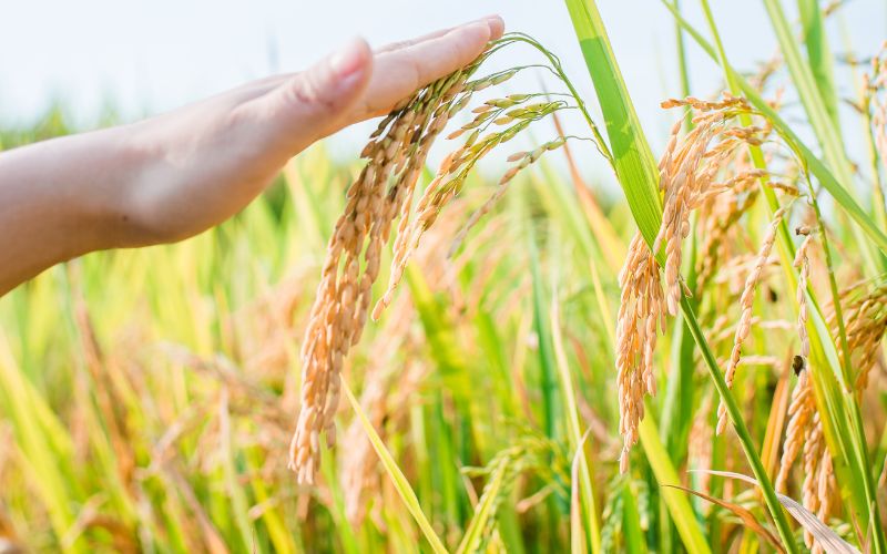 Giá lúa hôm nay 29/02 Giá lúa hôm nay 29/02