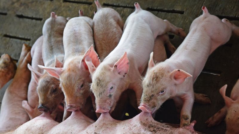 Giá heo hơi hôm nay 2/3 tại miền Bắc