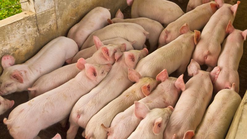 Giá heo hơi hôm nay 2/3 tại miền Trung, Tây Nguyên
