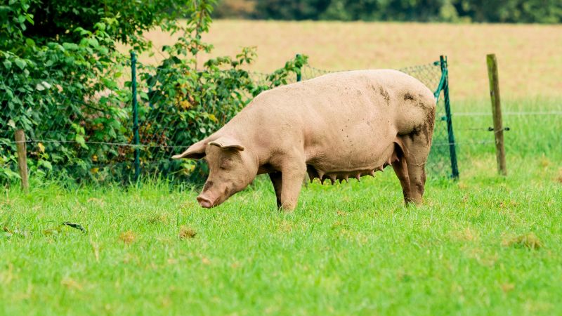 Giá heo hơi hôm nay 2/3 tại miền Nam