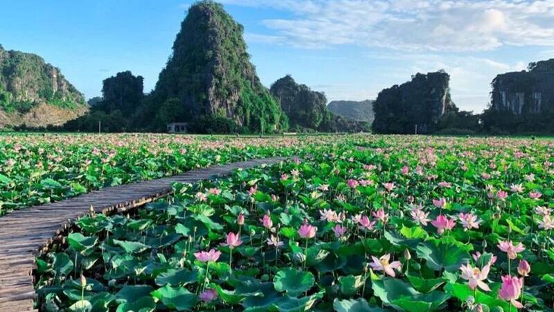 Mùa sen Ninh Bình vào tháng mấy?