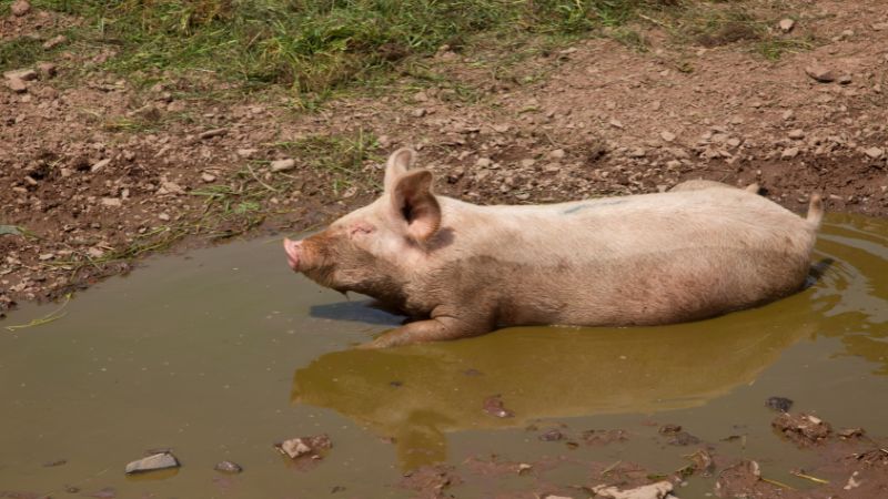 Giá heo hơi hôm nay 4/3 tại miền Nam Giá heo hơi hôm nay 4/3 tại miền Nam