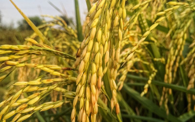 Giá lúa hôm nay 05/3/2024