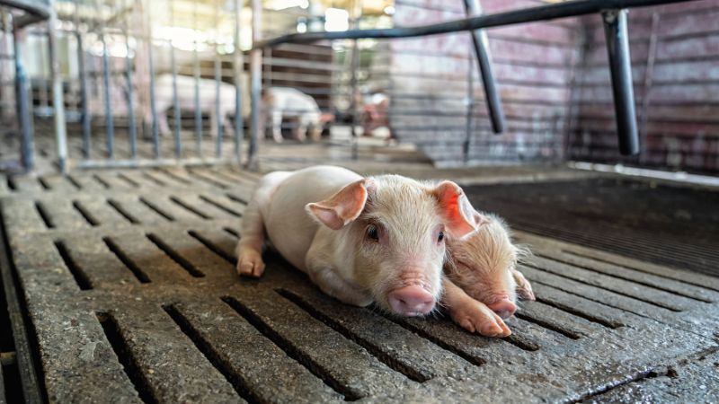 Giá heo hơi hôm nay 6/3 tại miền Trung, Tây Nguyên Giá heo hơi hôm nay 6/3 tại miền Trung, Tây Nguyên