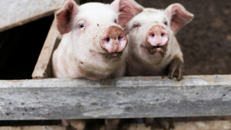 Giá heo hơi hôm nay 6/3 tại miền Nam Giá heo hơi hôm nay 6/3 tại miền Nam