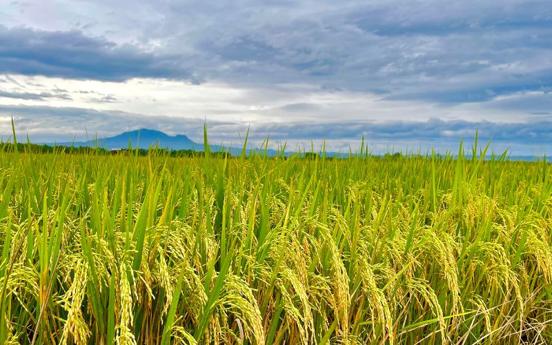 Giá lúa hôm nay 06/3