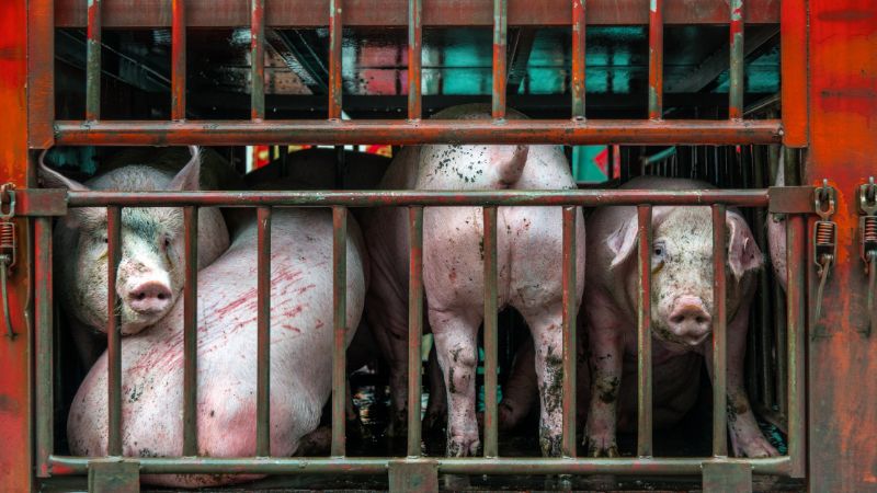 Giá heo hơi hôm nay 7/3 tại miền Bắc