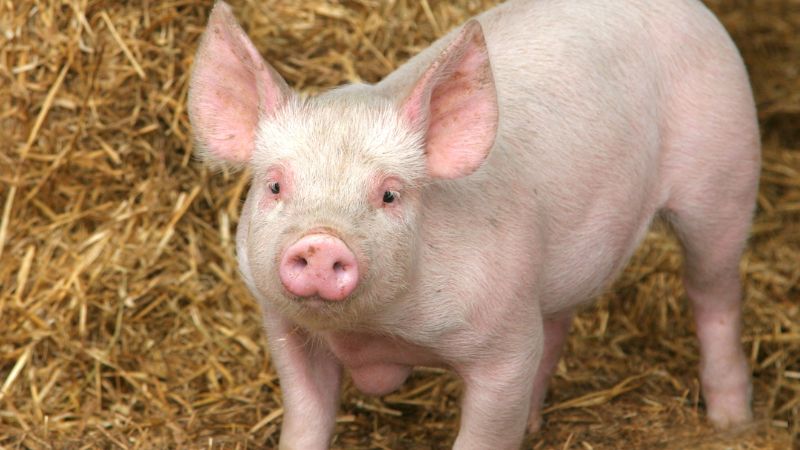 Giá heo hơi hôm nay 7/3 tại miền Trung, Tây Nguyên