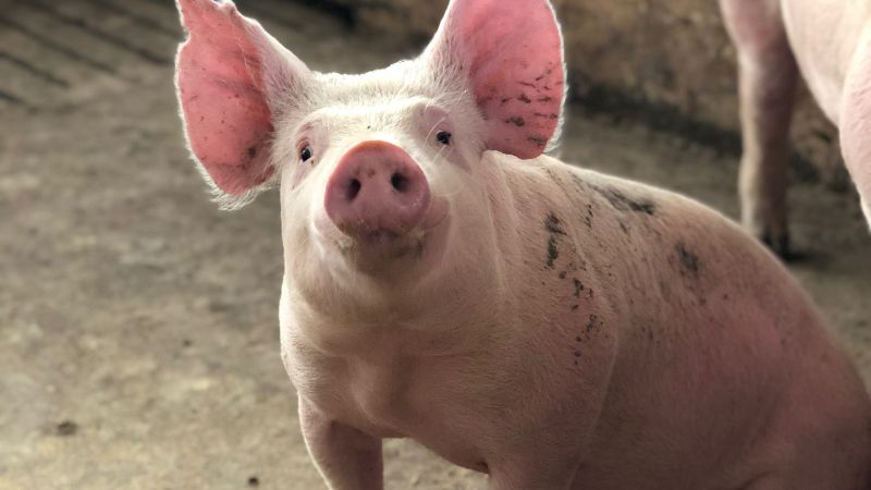 Giá heo hơi hôm nay 7/3 tại miền Nam